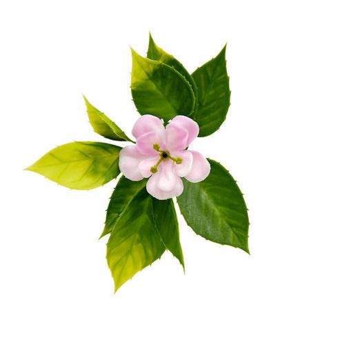 Jardín Vertical Trébol - playplaza.uy